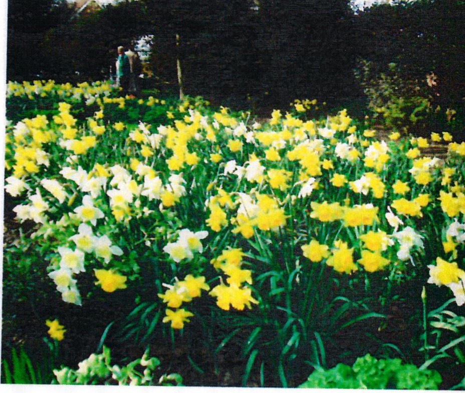 Photo The Old Vicarage Daffodils