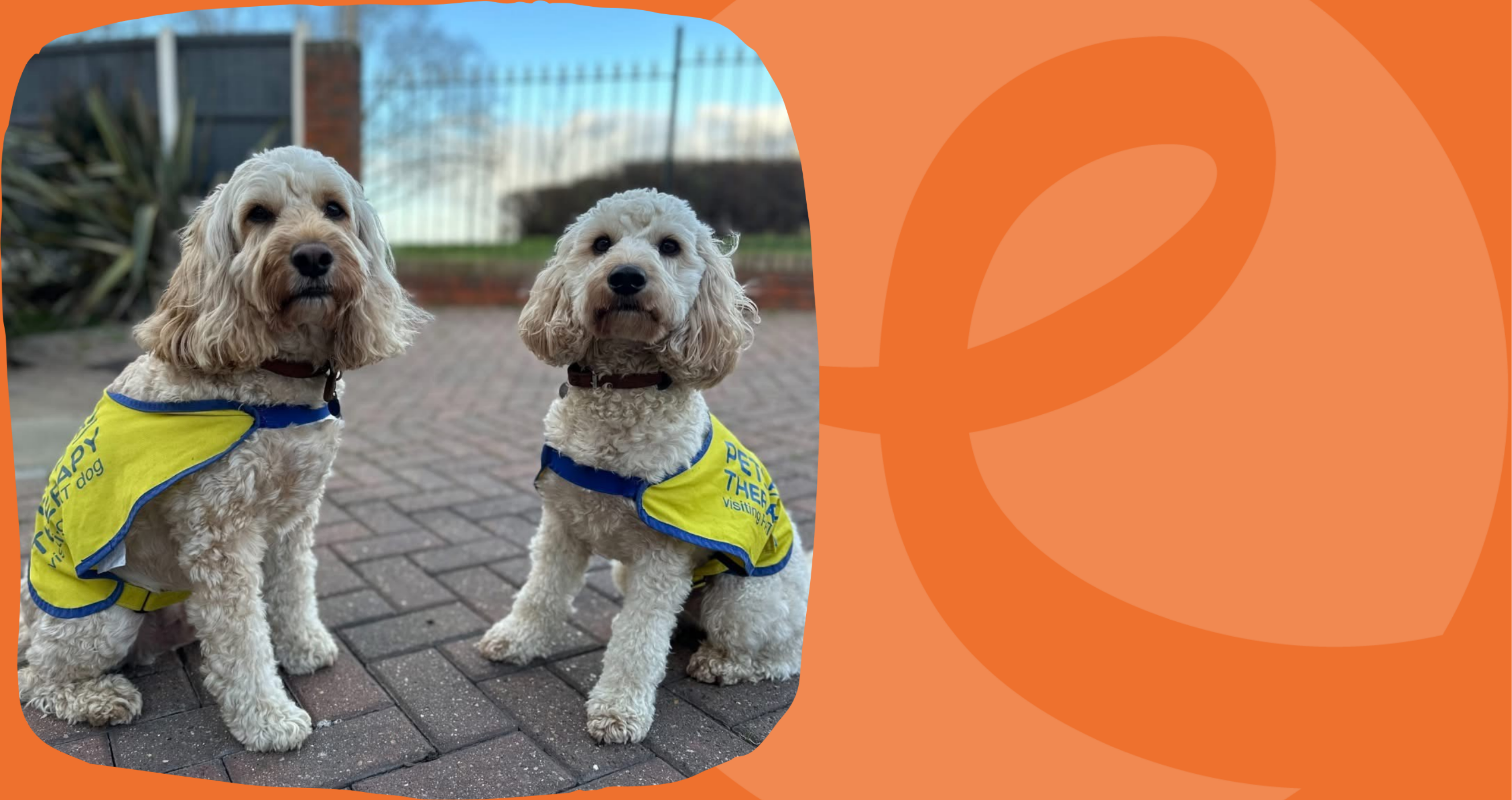 Toffee & Dixie – our weekend waggy tails